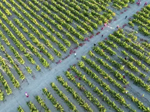 Working: Vintage at the vineyard of the Bodega GonzÃ¡lez Byass near the town of Jerez de la Frontera
