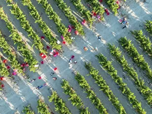 Working: Vintage at the vineyard of the Bodega GonzÃ¡lez Byass near the town of Jerez de la Frontera