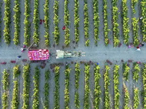 Working: Vintage at the vineyard of the Bodega GonzÃ¡lez Byass near the town of Jerez de la Frontera