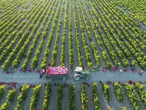Working: Vintage at the vineyard of the Bodega GonzÃ¡lez Byass near the town of Jerez de la Frontera