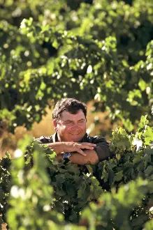 Vines: Vintner