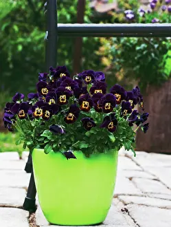 Patio: Viola