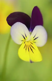 Exquisite: Viola