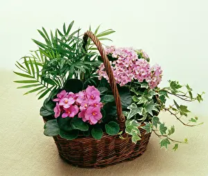 Houseplant: Viola