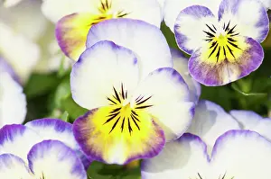 Brightly: Viola, close up of the brightly coloured flowers