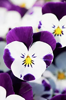 Brightly: Viola, close up of the brightly coloured flowers