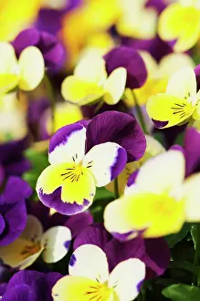 Brightly: Viola, close up of the brightly coloured flowers