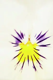 Brightly: Viola, close up detail of the centre of a brightly coloured