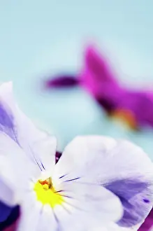 Brightly: Viola, close up detail of the centre of a brightly coloured