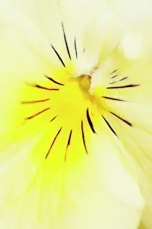 Viola: Viola, close up detail of the centre of a yellow coloured fl