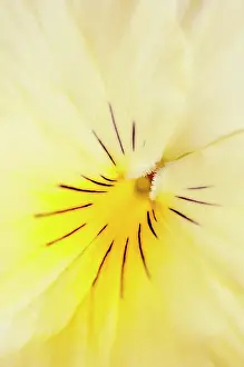 Viola: Viola, close up detail of the centre of a yellow coloured fl