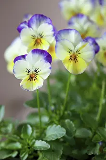 Cornuta: Viola