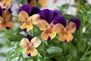 Cornuta: Viola