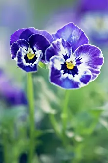 Cornuta: Viola cornuta Sorbet XP Delft Blue, One larger