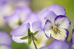 Turned: Viola