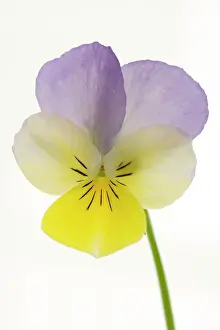 Violaceae: Viola flower - on white background