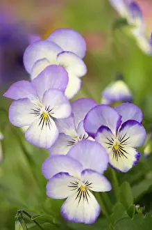 Turned: Viola