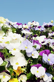 Brightly: Viola, mass of brightly coloured flowers growing outdoor wit