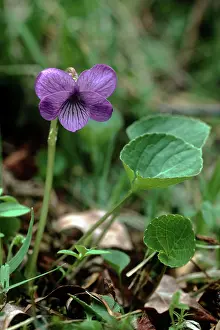 Martin Grosnick: Viola / Northern Marsh Violet / Dwarf Marsh Violet