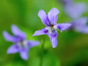 Transdanubia: Viola odorata (aka wood violet, sweet violet