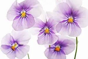 Painterly: Viola