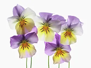 Painterly: Viola