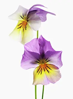 Painterly: Viola