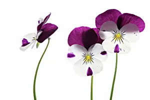 Turned: Viola
