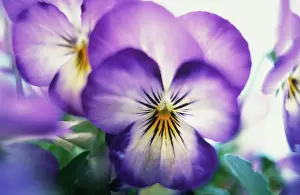 Viola: Viola