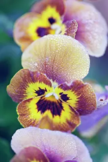 Viola: Viola, Viola cornata Deltini series Honey bee