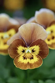 Viola: Viola, Viola cornata Deltini series Honey bee, Close up fr