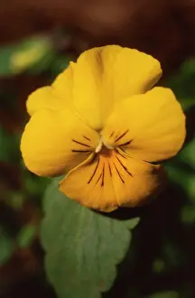 Cornuta: Viola