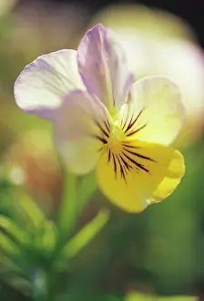 Hybrida: Viola