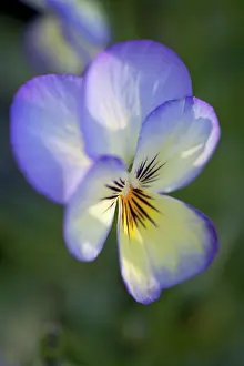 Sorbet: Viola