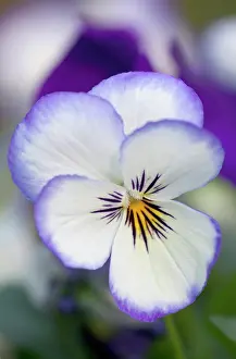 Sorbet: Viola