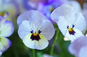 Sorbet: Viola