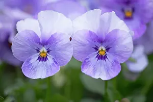 Sorbet: Viola