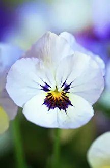 Cheery: Viola