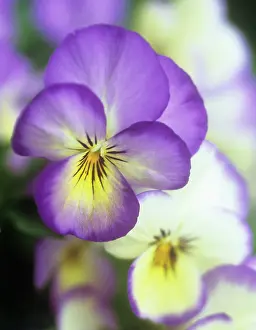 Sorbet: Viola