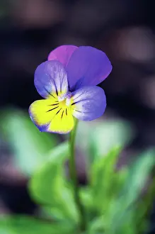 Sorbet: Viola