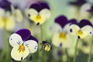 Royale: Viola, Viola Sorbet XP Lemon Royale, Purple subject
