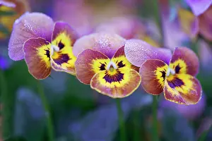 Wittrockiana: Viola, Viola x wittrockiana Deltini Honey Bee