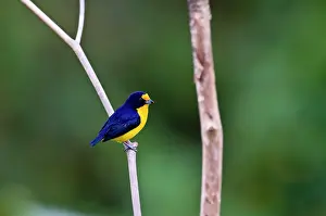 Euphonia: Violaceous Euphonia - on branch