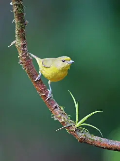 Euphonia: Violaceous Euphonia female Euphonia violacea Atlantic