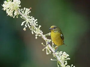 Euphonia: Violaceous Euphonia female Euphonia violacea Atlantic