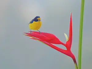 Euphonia: Violaceous Euphonia on Heliconia flower Euphonia