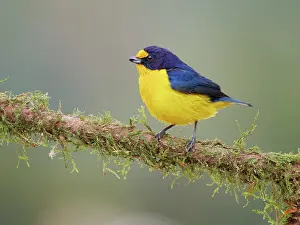 Euphonia: Violaceous Euphonia male Euphonia violacea Atlantic