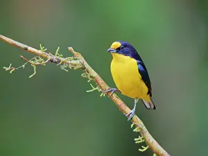 Euphonia: Violaceous Euphonia male Euphonia violacea Atlantic
