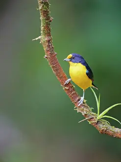 Euphonia: Violaceous Euphonia male Euphonia violacea Atlantic
