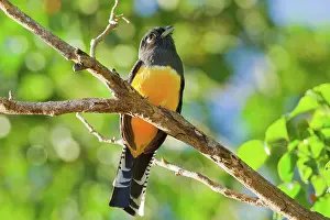 Trogon: Violaceous Trogon